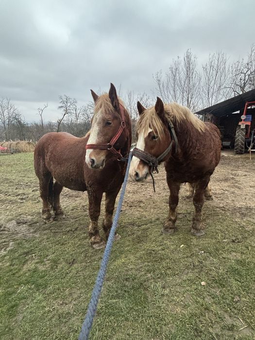 Harmasari de vinzare