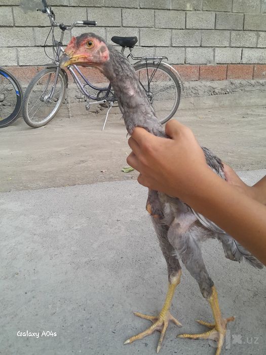 Dakang hóroz sotiladi