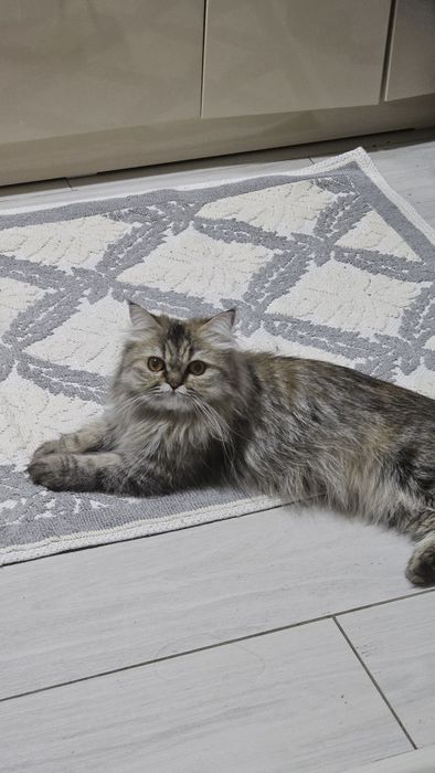 Персидская кошка 3 года
