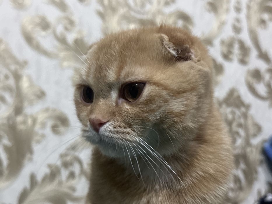 Mushuk sotiladi продается кошка породистая