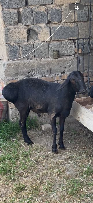 Qochqorla sotiladi qurbonlilaga arzon narxlada