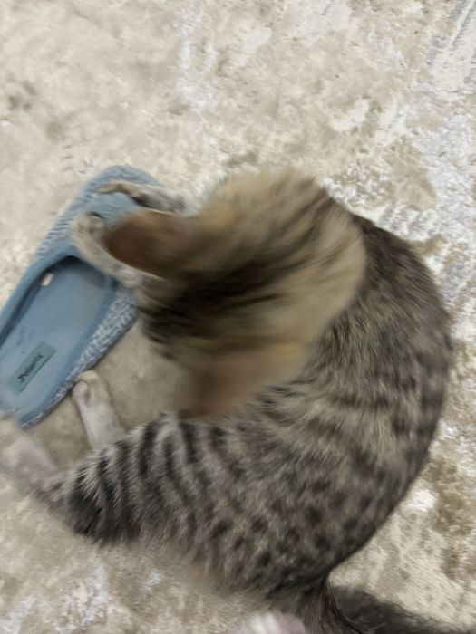 Пропала кошка 24