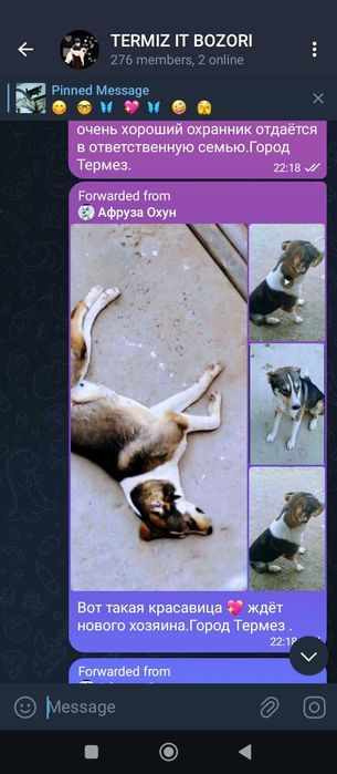 Собаки и щенки отдаются в ответственную семью