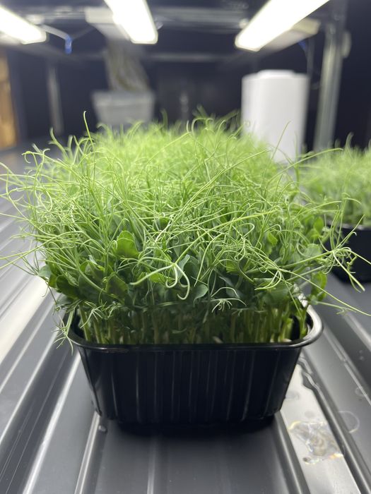 Горох микрозелень