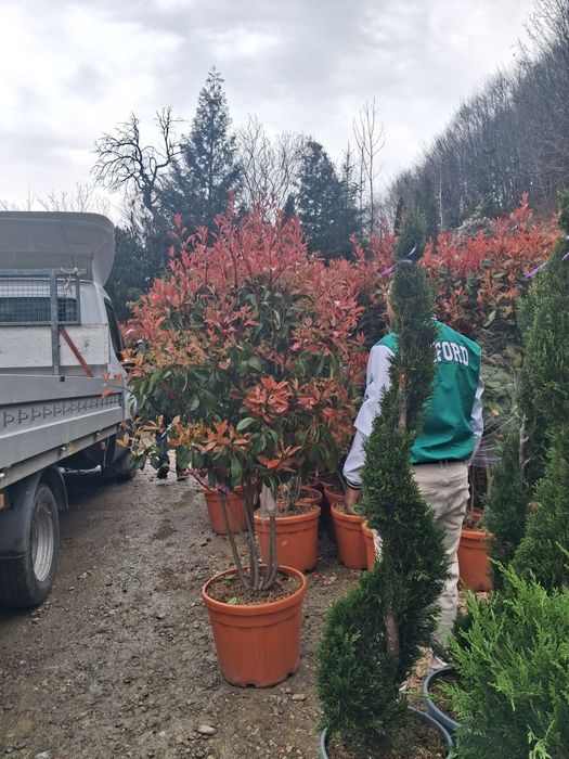 Magnoli arțar japonez mesteacăn