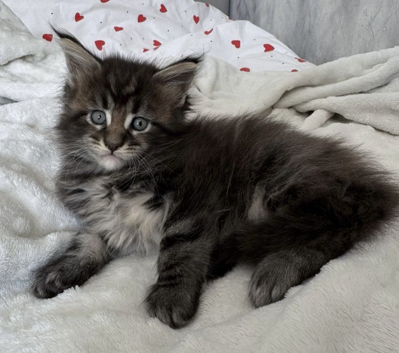 Котята Мейн-кун Алматы