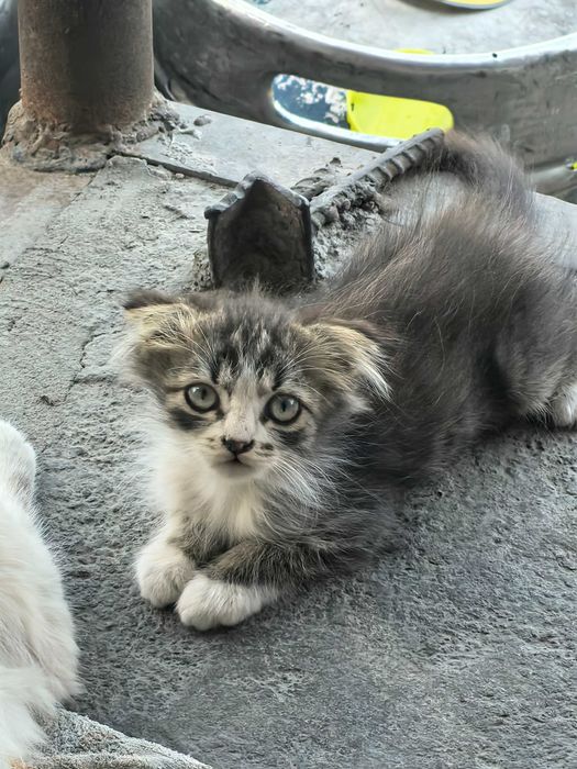 Отдам котят в хорошие руки