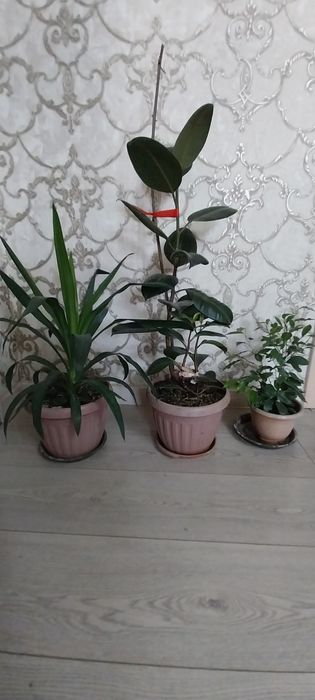 Разные виды цветов