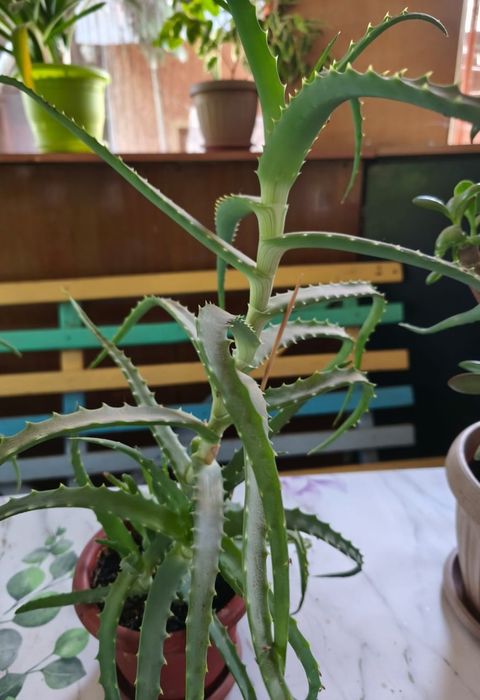 Алоэ лечебный 3-х летка