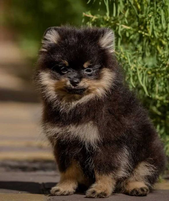 Померани пухови сладури