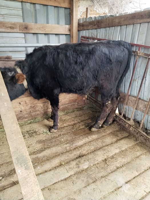 Бычки 1 .2 с возрастом