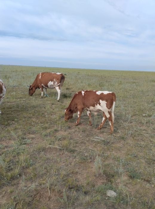 Продам дойных коров.