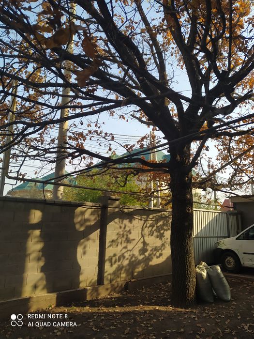 Дуб дерево на спил. 200 000 тенге.