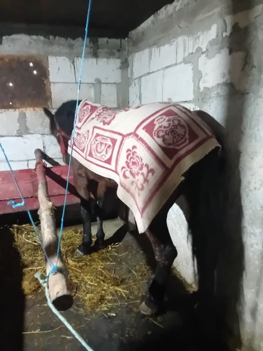 Iapă trapasă foarte cuminte