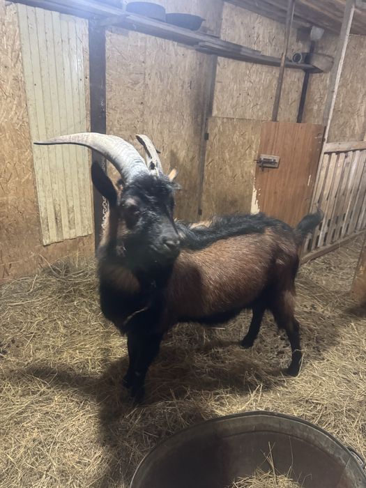 Асыл тұқымды теке.