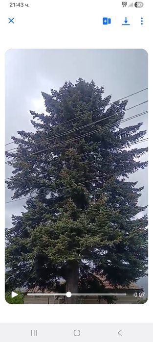 Рязане, кастрене и оформяне на опасни дървета (Арборист)
