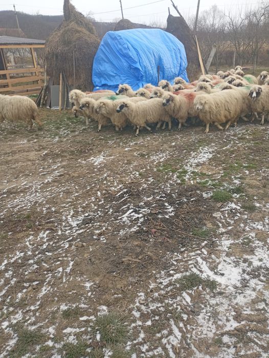 De vânzare aceste oi