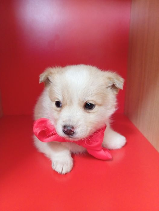 Отдам в добрые руки щенков, мама болонка , папа не знаем кто