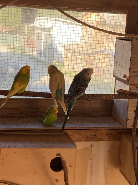 Papagali de vanzare