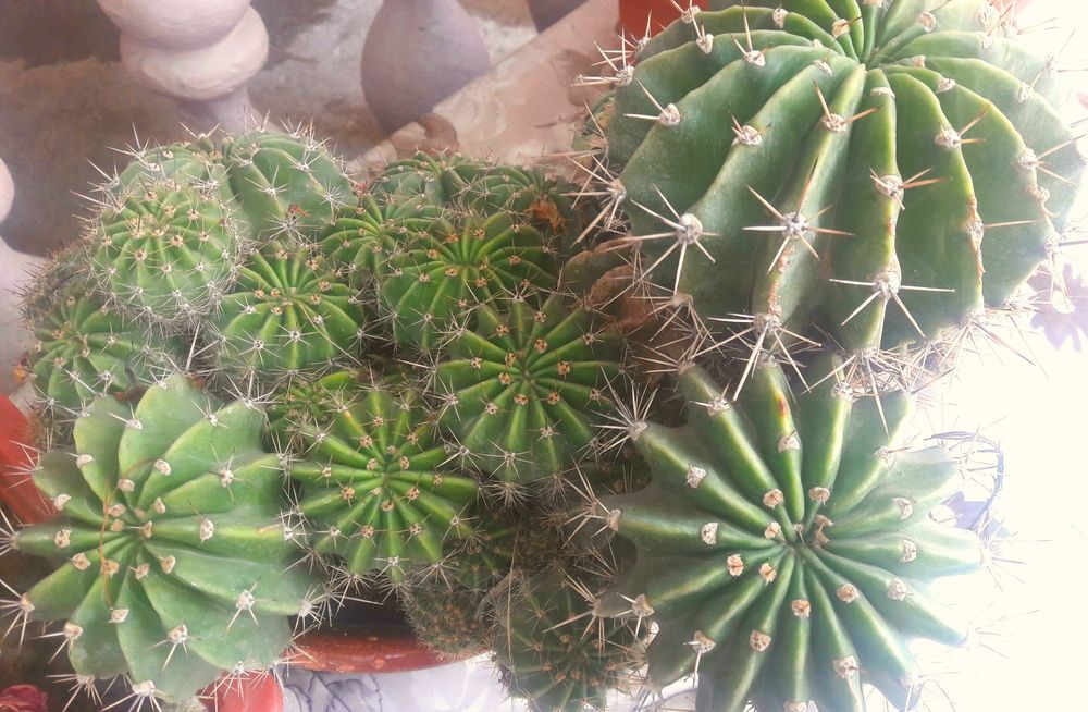 кактус 5х летний