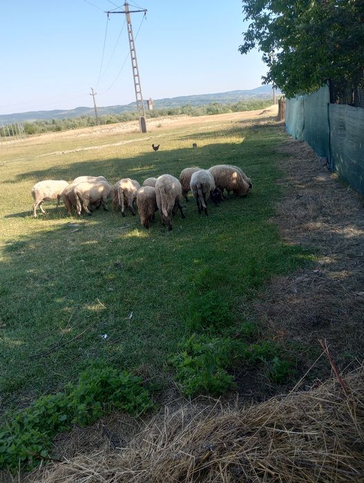 Oi , berbec și miele