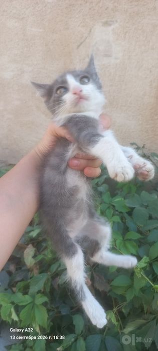 Котята бесплатно
