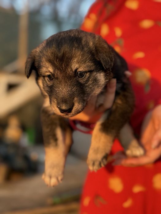 Отдаем в добрые урки  щенят