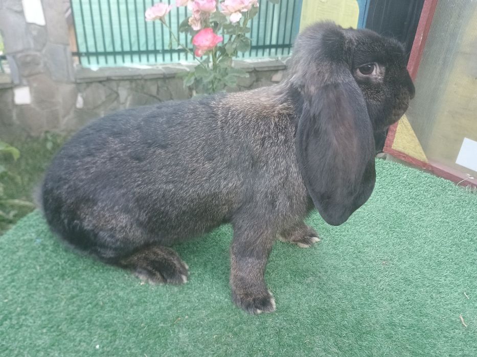 Iepuri berbec german și uriaș german