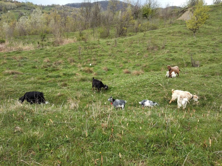 Vând Două capre  cu câte doi iezi