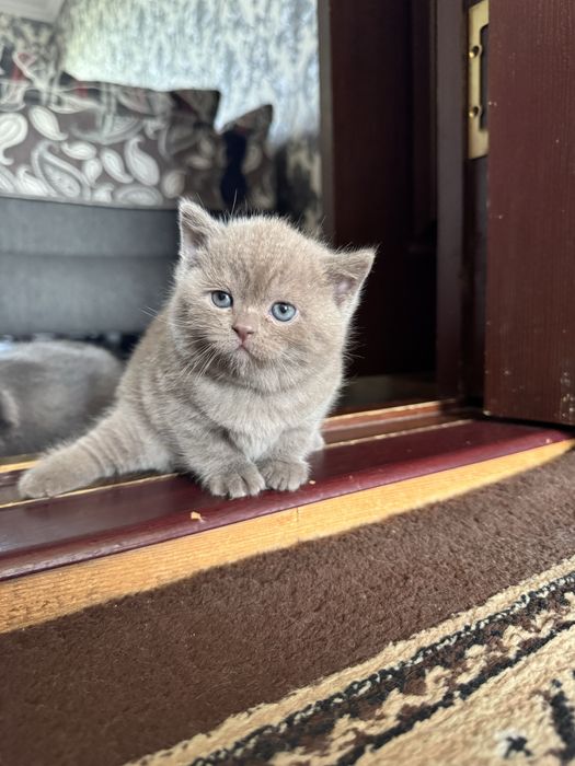 Продается котенок скоттиш страйт девочка