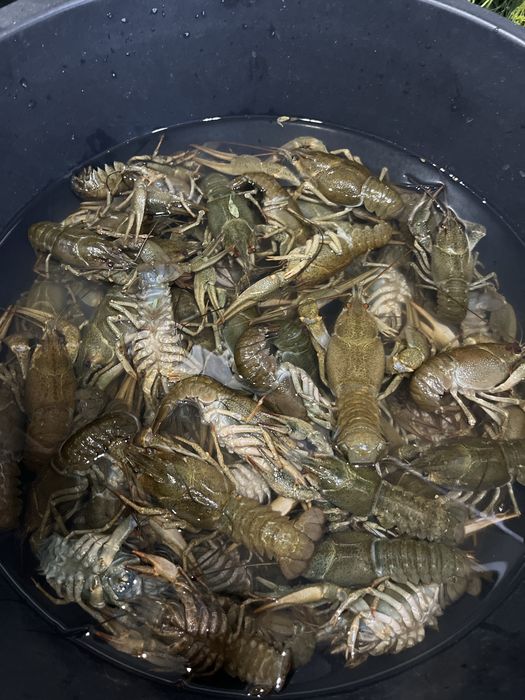 Продам живых раков