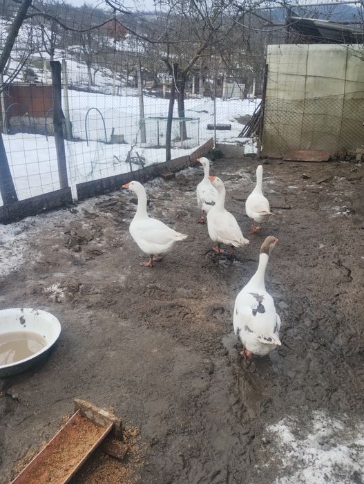 Vând gâște doua gâște și un gascan