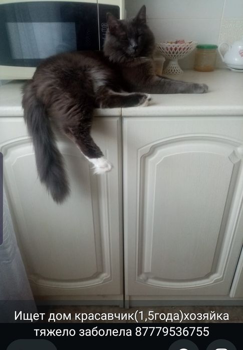 Отдам котика добрым людям