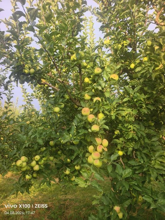 Продам яблоки, Алма сатам