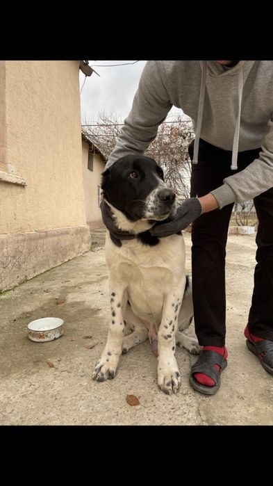 Щенки, Күшіктер