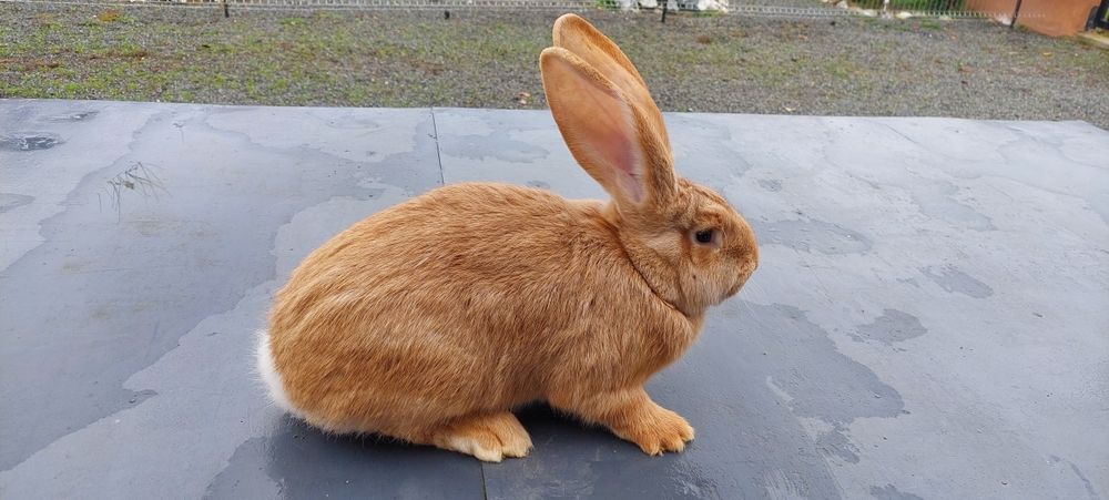 Mascul uriaș galben