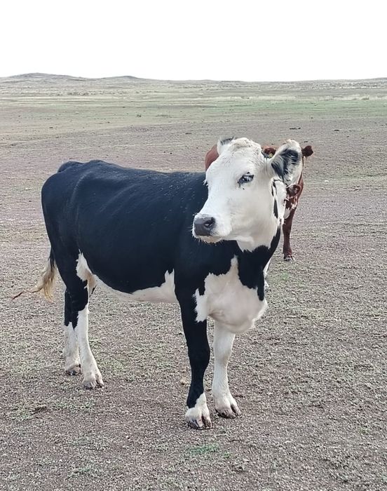 Коровы сиырлар 5 голов!