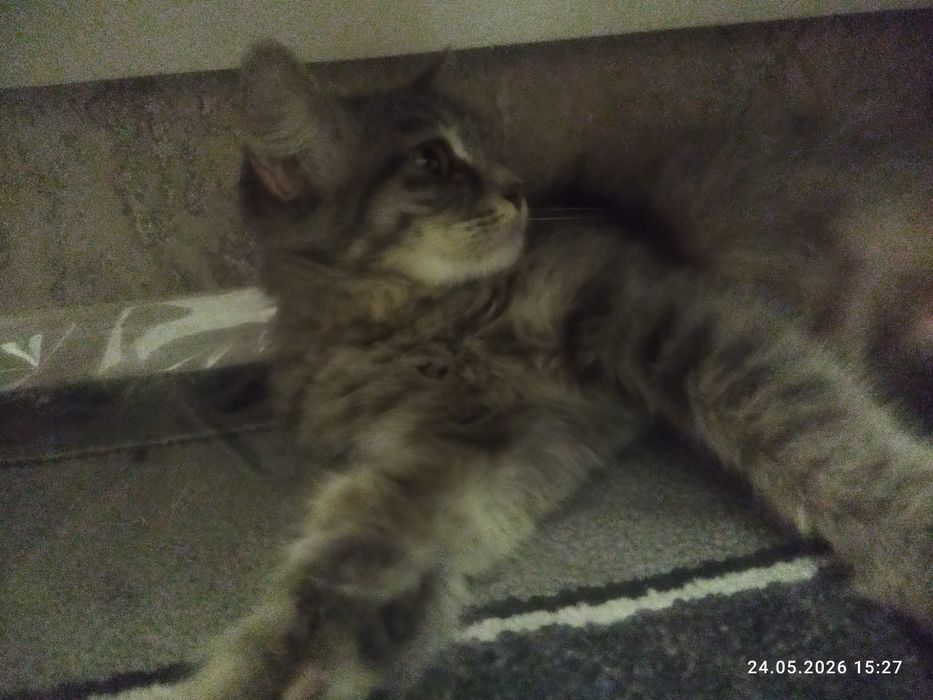 Отдам кошку в хорошие руки