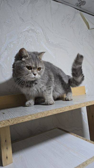 Британские девичка хомиладор