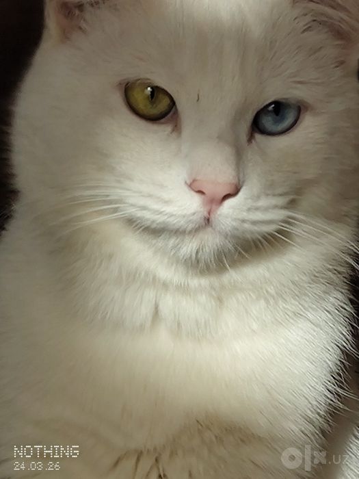 Turetskiy angora