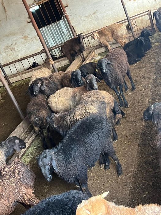 Козы кошкар,бараны,қозы қошқарлар