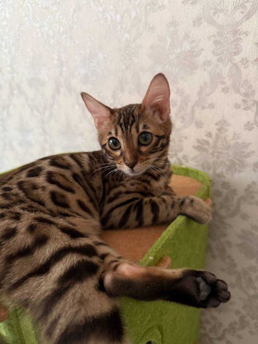Продаю свою Бенгальскую кошку -5 месяцев, по кличке Муизза