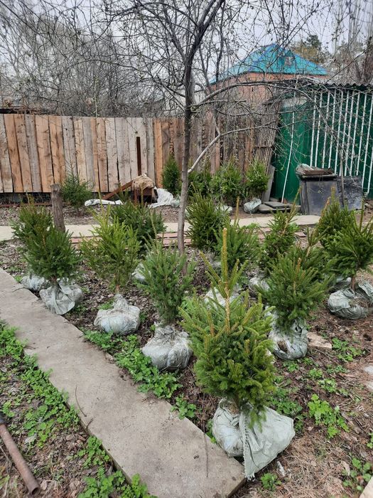 Ели Зеленые Ель 1.3 метра