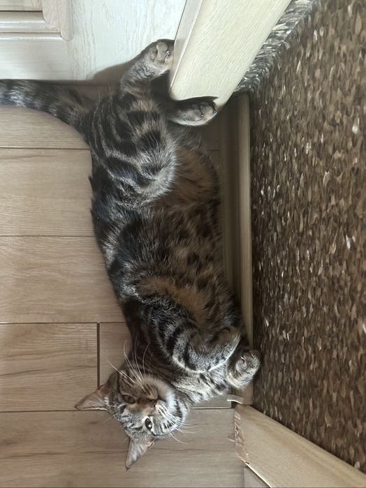 Пристраиваю кошку