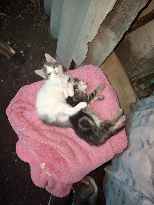 котята 2 девочки
