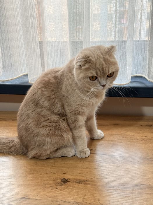 Шотландская вислоухая