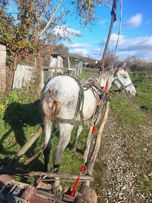 Vind mînz de 2 anișori învățat la căruță