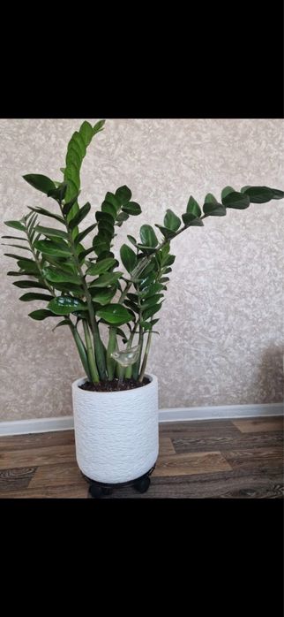 Комнатное растение Замиокулькас.