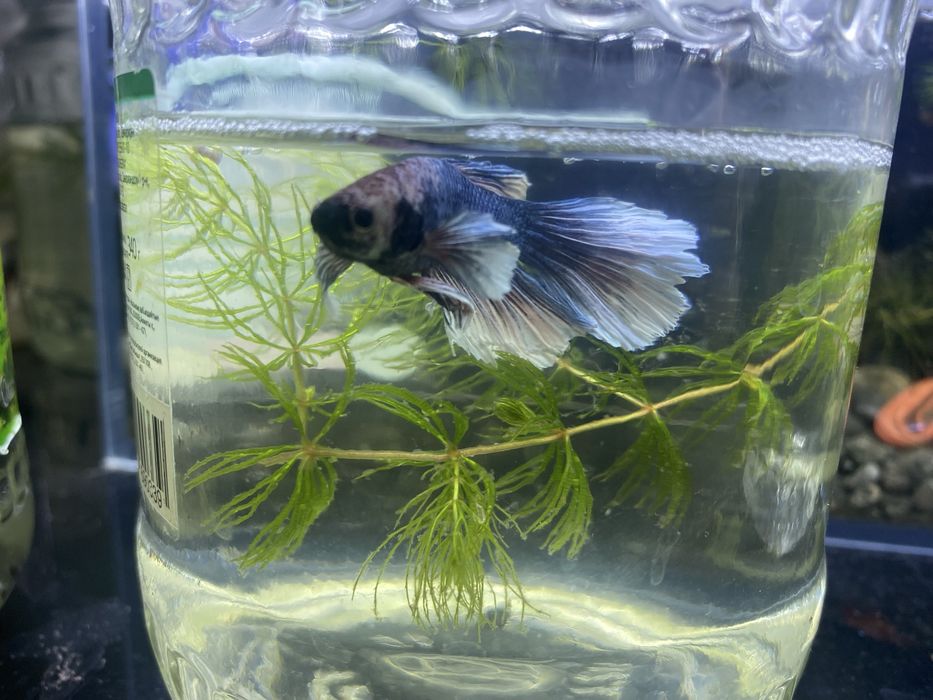 Аквариумные рыбки петушки