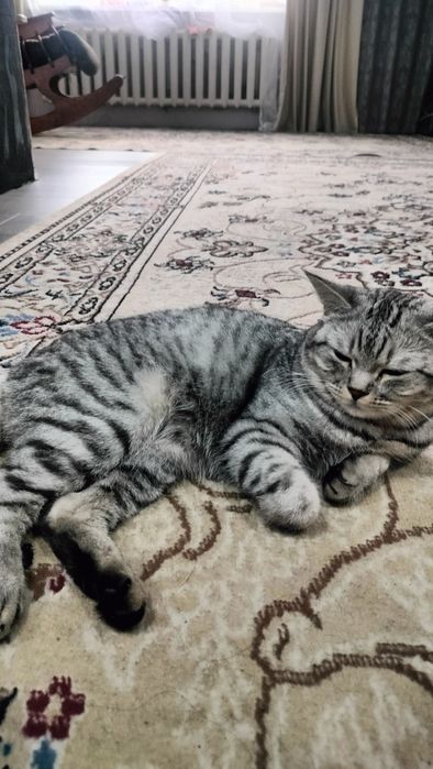 Ищем кота на вязку